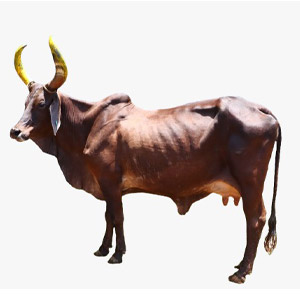Desi Cows